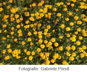 Blumen