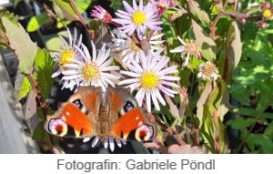 Blumenwiese